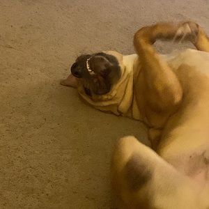 Meet your Posher, Riley